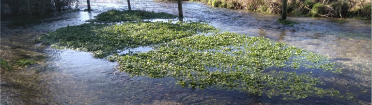 River Itchen, Cheriton