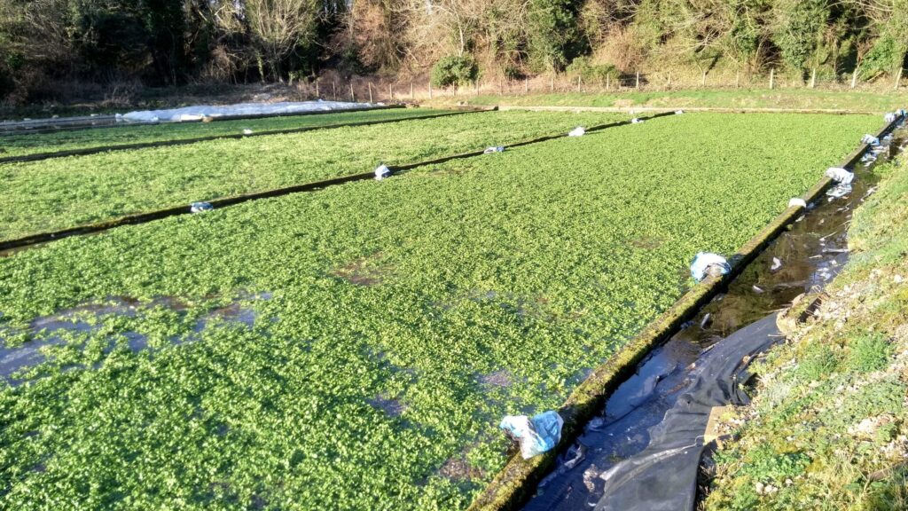 Watercress beds, Itchen Stoke